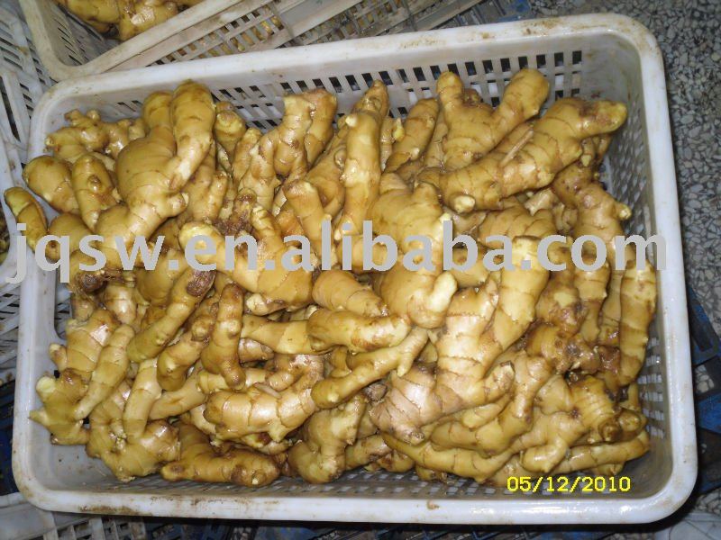 fresh gingers(250g,2010new crops,)