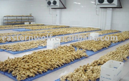 Chinese Fresh Ginger in Carton Package, MOQ:1*40 FCL