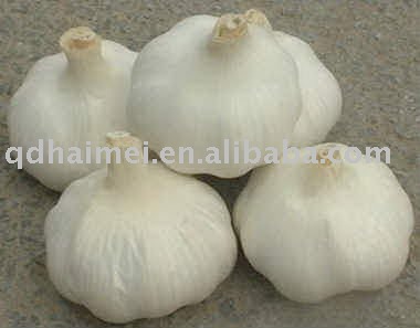 high quality  fresh   normal   garlic 