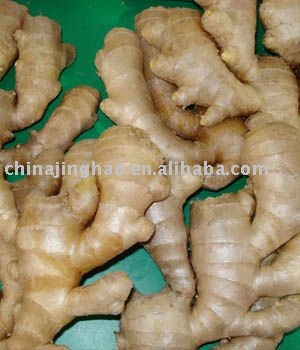 Lower Price Fresh Yellow Ginger