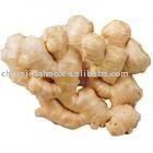  Fresh   Yellow   Ginger 