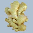 20kg/mesh bag Fresh Ginger