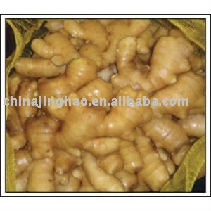 Shouguang Perfect Ginger with Best Price