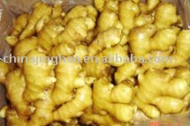  Fresh   Raw   Ginger  with Natural Yellow Skin