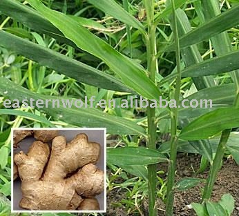 China Fresh Ginger in Mesh Bag Package