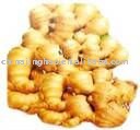 MOQ:24MT Fresh Yellow Ginger 20KG/MESH BAG