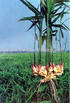 Fresh Chinese Ginger in 20KG/Mesh Bag Package