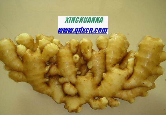  fresh   new   crop   ginger 