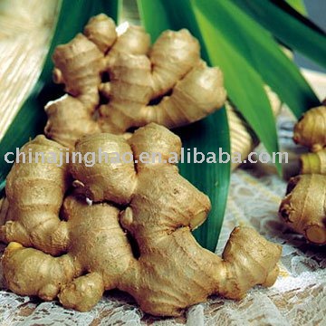 Large Quantity 20kg/mesh bag Fresh Yellow Ginger