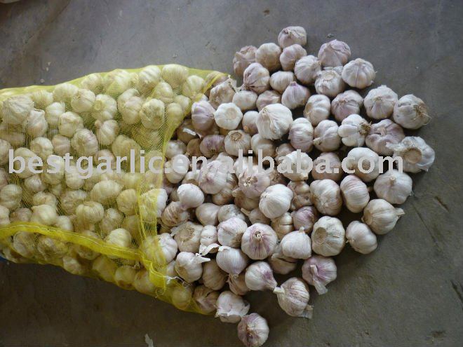 Fresh regular white Garlic