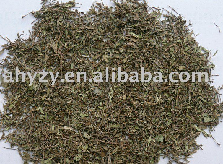 thyme