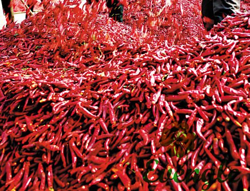 Dried Red Chilli/Capsicum Frutescens/Top Quality