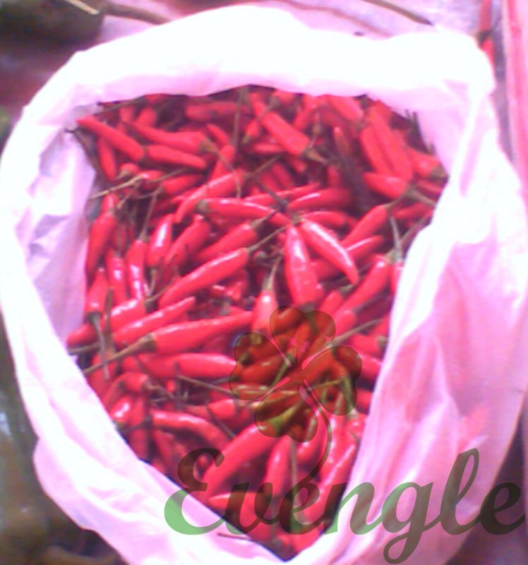 Dried Red Chilli/Capsicum Frutescens/Hot