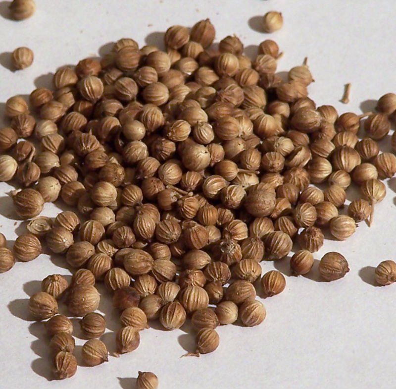 Green Coriander Seed,Premium Quality Coriander Seed