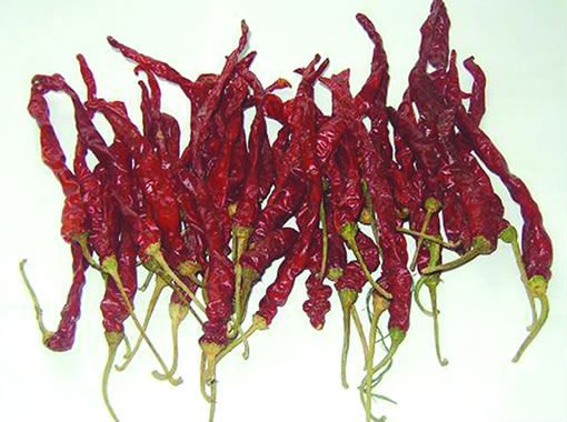 Xian chilli