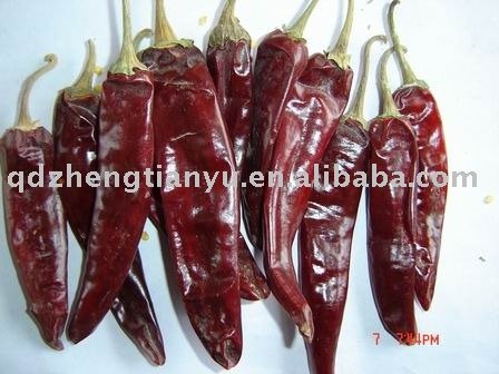  Jinta   chili 