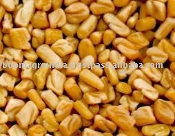 FENUGREEK SEED ( MACHINE  CLEAN, BIG GRAIN A GRADE)