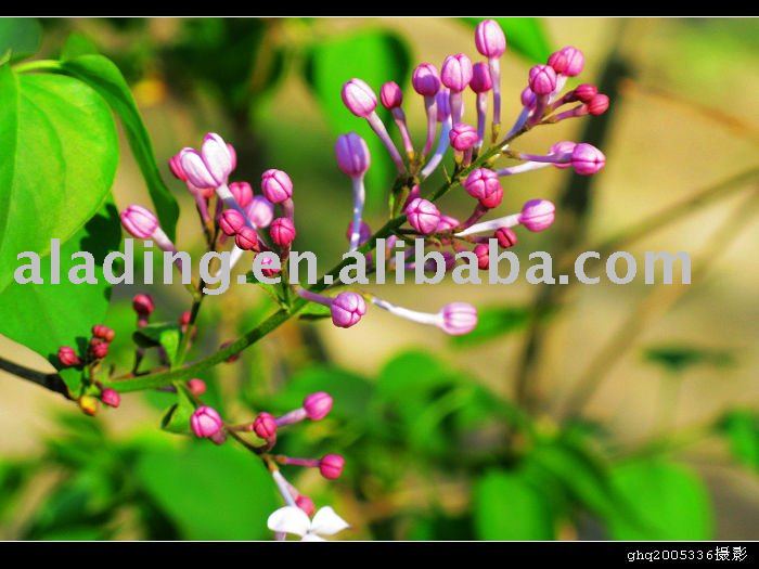 clove   extract 