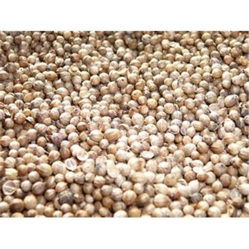Export Quality Coriander Seed Organic Coriander Seed Common Yield Coriander Seed Dried Coriander See