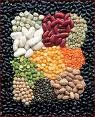  cereals     pulses 