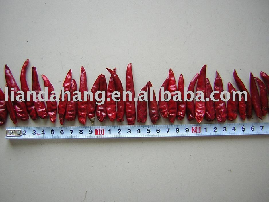 Hot Chilli, hot  tianjin  chilli