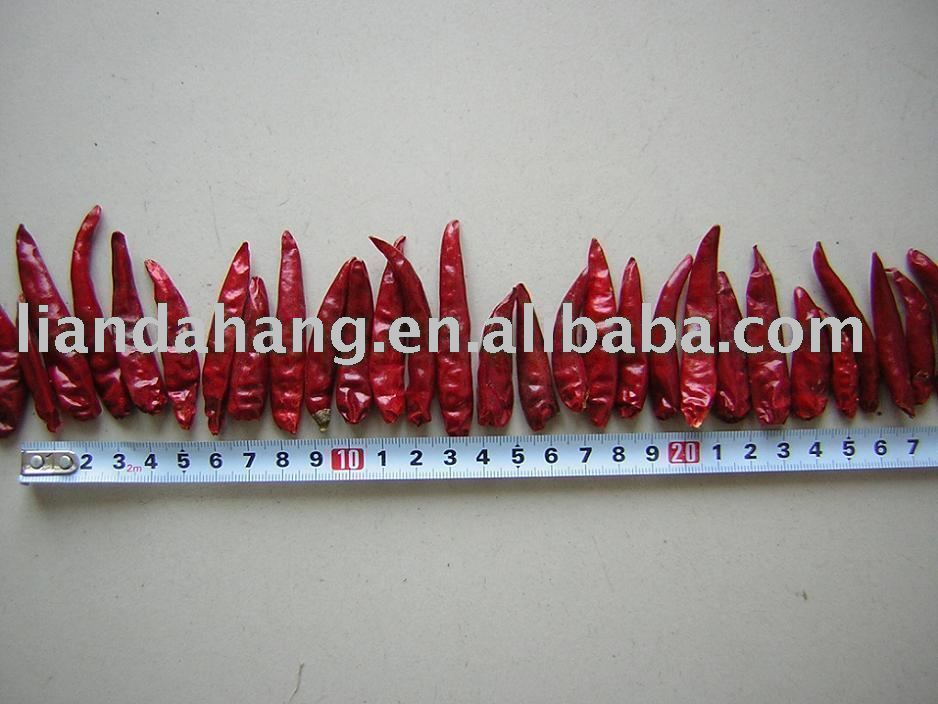 Small Chili, Hot Chilies