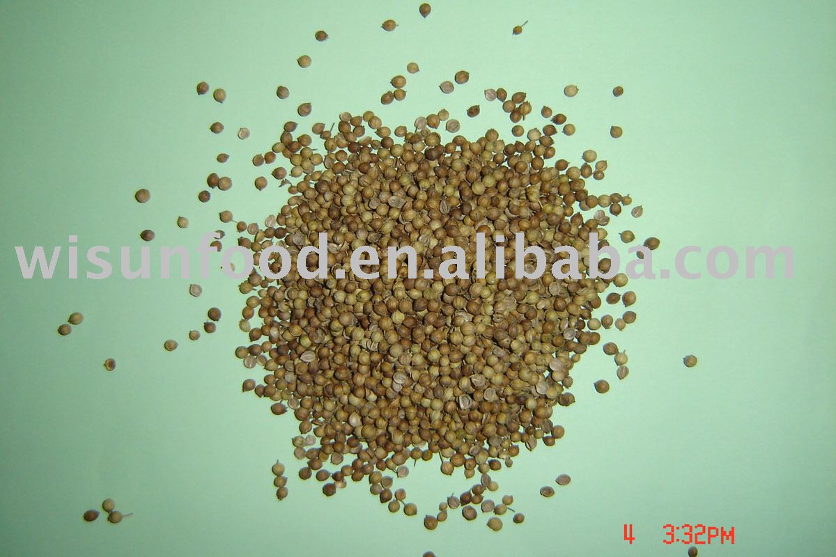 coriander