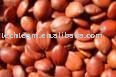Spina Date  Seed  ( wild   jujube   seed )