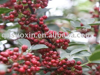 best chinesische  pricklyash  schaelen kaufen