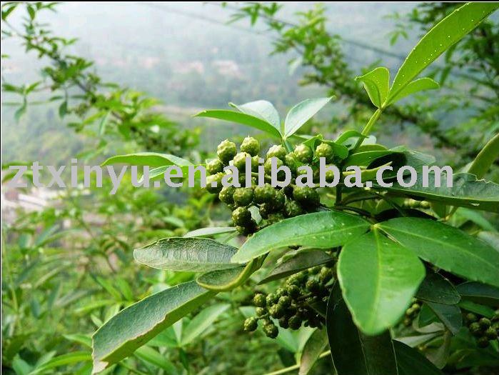  Chinese   prickly   ash 