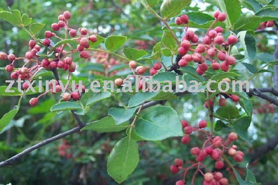 Chinese prickly ash powder