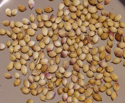 Whole Coriander Seed