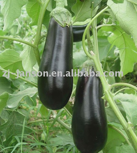 Dried Eggplant Flakes
