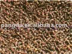 spice-clove