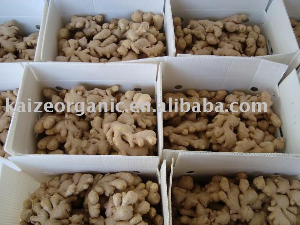 fresh organic vegetable--fresh organic ginger-- BCS, EU/NOP, GLOBAL GAP CERTIFIED, 100% ORGANIC