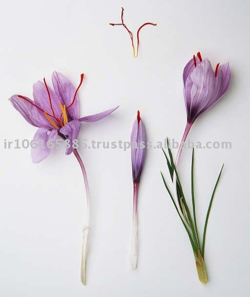 saffron Flower