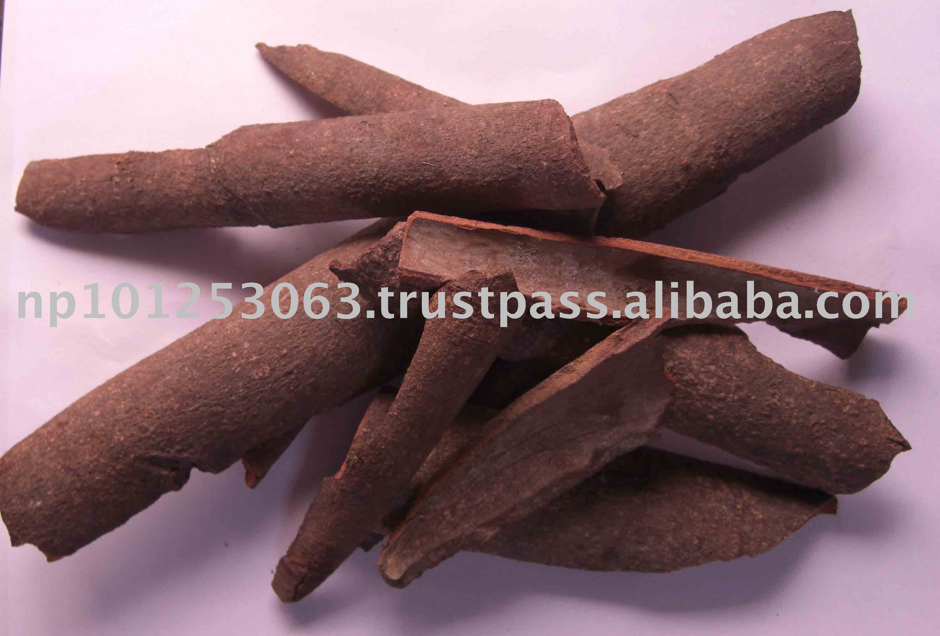 canelheira da India/cannelier de Chine /cannella del Ceylan /cassia-aromatica/cassia barkaitokaneli