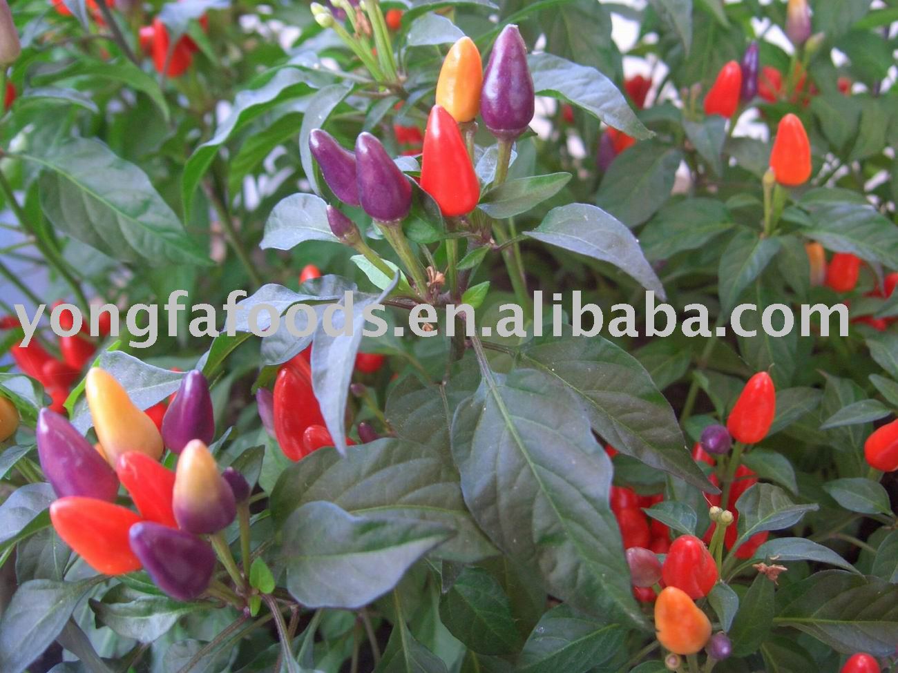 frozen chilli,  chili 