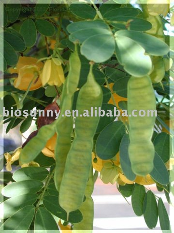 cassia