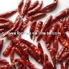 Hot-Sale Chaotian Chili Pods