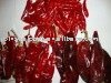 High Quality Jinta Chilies