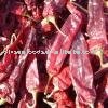  Export ed American  Red   Chilli  Whole