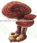 organic reishi mushroom