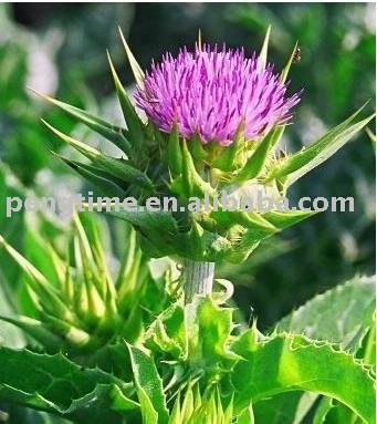 Organic Milk thistle