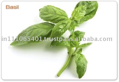 Basil Oleoresin