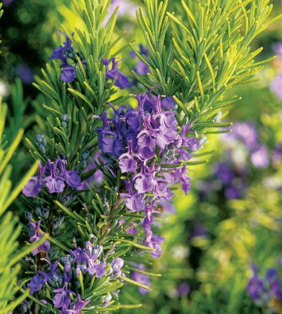 Rosemary  Oleoresin  Extract