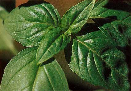 BASIL (SWEET) OIL