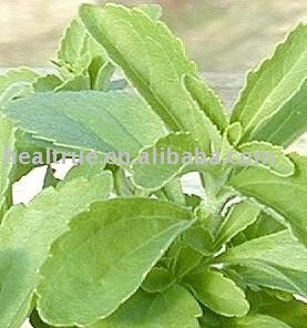 stevia powder