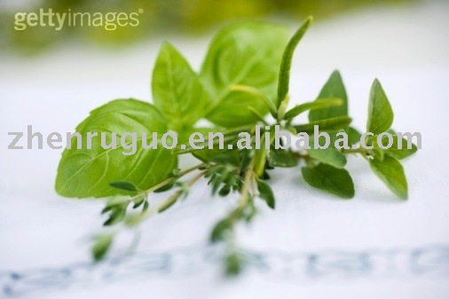 Basil powder