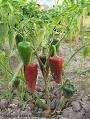  capsaicinoids  supplier